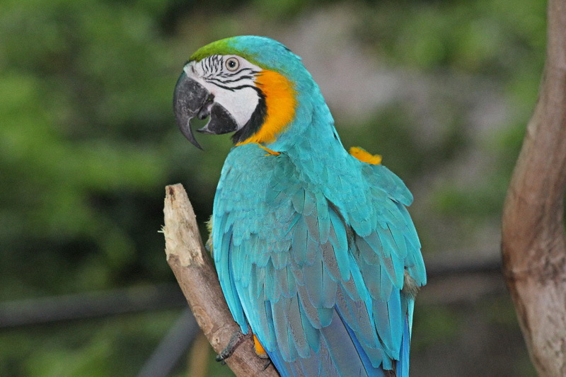 Thailand, Pattaya, Khao Kheow Open Zoo